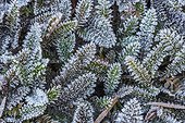 Winter frost formed on the tiny Leptinella plant in Western Washington; Olympia, Washington, United States of America