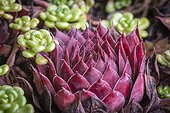 Red Ruben Hen and Chicks (House Leek) succulent house plant; Olympia, Washington, United States of America