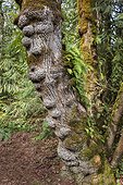 Burled Cedar tree festooned with ferns; Olympia, Washington, United States of America