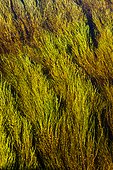 Detail of underwater grasses in Caswell Creek, Southcentral Alaska, Summer