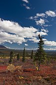 Scenic view of colorful tundra and distant view of the Alaska Range from the Denali Highway, Interior Alaska, Autumn