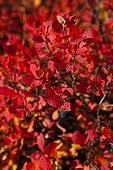 Close up of Autumnn colored blueberry bushes along the Denali Highway, Interior Alaska