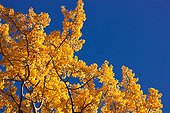 Close up of an Aspen tree with brilliant yellow foliage against a blue sky, Matanuska Valley, Southcentral Alaska, Autumn