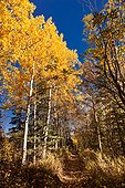 Hiking trail at the Matanuska Glacier Overlook passes through colorful Fall foliage, Southcentral Alaska