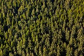 Aerial view of a thick spruce and hemlock forest in the Tongass National Forest near Juneau, Southeast Alaska, Summer