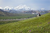 Senior man hiking on the tundra in Thorofare Pass with Mt. McKinley in the background, Interior Alaska, Summer