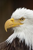 CAPTIVE: Portrait of a Bald Eagle Alaska Wildlife Conservation Center, Southcentral Alaska. Southcentral Alaska.