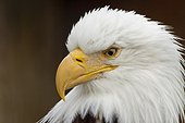 CAPTIVE: Portrait of a Bald Eagle Alaska Wildlife Conservation Center, Southcentral Alaska. Southcentral Alaska.