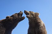 CAPTIVE: Pair of young Kodiak Brown bears play-fight together at Alaska Wildlife Conservation Center, Southcentral Alaska, Spring
