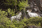 Dall sheep rams browse on leaves in the Chugach Mountains, Southcentral Alaska, Summer