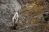A Dall ram stands on cliff rocks in the Chugach Mountains, Southcentral Alaska, Summer