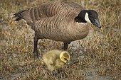 A mother Canada goose watches over her gosling near a pond in Anchorage, Southcentral Alaska, Summer