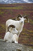 Two Dall Sheep rams on hillside overlooking tundra, Denali National Park, Interior Alaska, Autumn