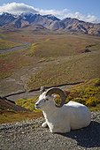 A Dall ram lies on shoulder of the park road overlooking Polychrome Pass river valley, Denali National Park and Preserve, Interior Alaska, Autumn