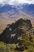 A band of Dall Sheep rams graze on Marmot Hill in the Polychrome Pass area of Denali National Park and Preserve, Interior Alaska, Autumn