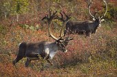 Two bull caribou, with their antlers in velvet, walk thru the colorful foliage of Denali National Park, Interior Alaska, Autumn
