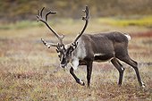 Bull caribou with its antlers in velvet walks across colorful tundra in Denali National Park and Preserve, Interior Alaska, Autumn