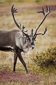 Bull caribou with its antlers in velvet walks across colorful tundra in Denali National Park and Preserve, Interior Alaska, Autumn