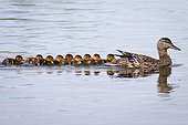 A Mallard hen with brood of chicks following, Cheney Lake, Anchorage, Southcentral Alaska, Spring