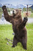 CAPTIVE: Male Kodiak Brown bear 20-month-old cub stands on hind feed with its arms outstretched, Southcentral Alaska, Summer