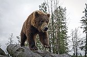 CAPTIVE: Male Kodiak Brown bear walks down a log, Alaska Wildlife Conservation Center, Southcentral Alaska, Summer