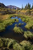 Pond and wetland area near mile 50 of the park road in Denali National Park and Preserve, Interior Alaska, Autumn