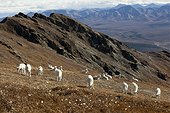 A band of Dall sheep ewes and lambs graze on a hillside in Denali National Park and Preserve, Interior Alaska, Autumn