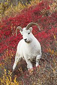 A Dall sheep ram stands in colorful Autumn bushes in Denali National Park and Preserve, Interior Alaska