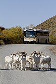 A band of Dall sheep rams stand on the park road in Denali National Park and Preserve with a tour bus stopped in the background, Polychrome Pass, Interior Alaska, Autumn