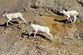 Dall sheep rams run across a steep hillside in Denali National Park and Preserve, Interior Alaska, Autumn