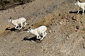 Dall sheep rams run across a steep hillside in Denali National Park and Preserve, Interior Alaska, Autumn
