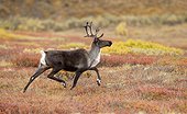 A caribou runs thru the colorful foliage in Denali National Park and Preserve, Interior Alaska, Autumn