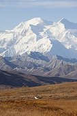 A caribou runs thru the tundra with Mt. McKinley looming in the background, Denali National Park and Preserve, Interior Alaska, Autumn