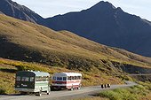 Two tour buses follow three grizzly bears down the park road in Denali National Park and Preserve, Interior Alaska, Autumn