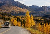 A tour bus drives along the park road with colorful Fall trees and foliage in the background, Denali National Park and Preserve, Interior Alaska