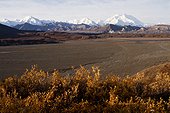 Scenic of Autumn colored foliage with Mt. McKinley and the Alaska Range in the background, Denali National Park and Preserve, Interior Alaska