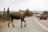 A cow moose crosses the paved park road with a tour bus and car stopped in the background, Denali National Park and Preserve, Interior Alaska, Autumn