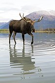 CAPTIVE: Bull moose walks thru high-tide water, Alaska Wildlife Conservation Center, Southcentral Alaska, Autumn