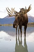 CAPTIVE: Bull moose walks thru high-tide water, Alaska Wildlife Conservation Center, Southcentral Alaska, Autumn