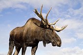 CAPTIVE: Close up and low angle view of a bull moose, Alaska Wildlife Conservation Center, Southcentral Alaska, Autumn