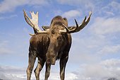CAPTIVE: Close up and low angle view of a bull moose, Alaska Wildlife Conservation Center, Southcentral Alaska, Autumn