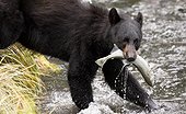A Black bear catches a Pink salmon in its mouth while fishing a creek outside of Valdez, Southcentral Alaska, Autumn
