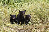 Three Black bear cubs sit on the grass covered shore of a creek at Allison Point, Valdez, Southcentral Alaska, Summer