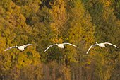 Trumpeter swans in flight at Potter Marsh near Anchorage, Southcentral Alaska, Autumn