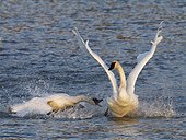 Trumpeter Swan attacks another at Potter Marsh near Anchorage, Southcentral Alaska, Autumn