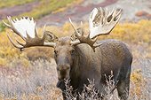 A large bull moose walks thru the Fall foliage in Denali National Park and Preserve, Interior Alaska