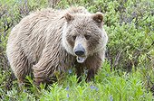 Grizzly standing amongst bluebells, Denali National Park and Preserve, Interior Alaska, Summer