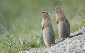 Two Parka Squirrels stand alert for danger in Denali National Park & Preserve, Interior Alaska, Summer