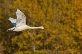 Trumpeter Swan in flight over Potter Marsh, Anchorage, Southcentral Alaska, Autumn