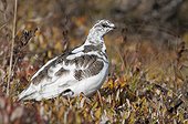 Spruce Ptarmigan changes to Winter plumage in Denali National Park & Preserve, Interior Alaska, Autumn